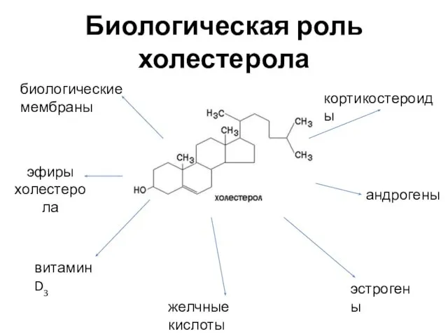 Биологическая роль холестерола биологические мембраны желчные кислоты витамин D3 кортикостероиды андрогены эстрогены эфиры холестерола