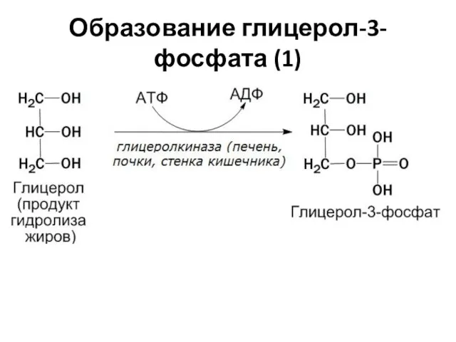 Образование глицерол-3-фосфата (1)