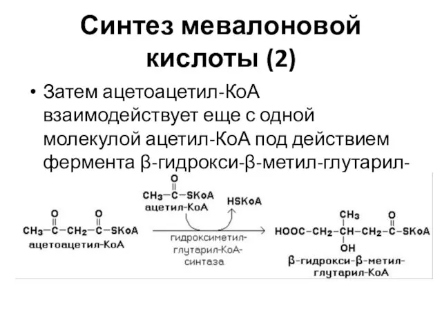 Синтез мевалоновой кислоты (2) Затем ацетоацетил-КоА взаимодействует еще с одной молекулой