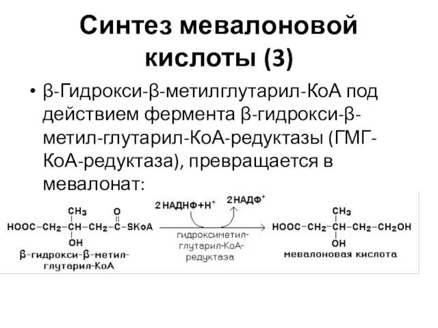 Синтез мевалоновой кислоты (3) β-Гидрокси-β-метилглутарил-КоА под действием фермента β-гидрокси-β-метил-глутарил-КоА-редуктазы (ГМГ-КоА-редуктаза), превращается в мевалонат: