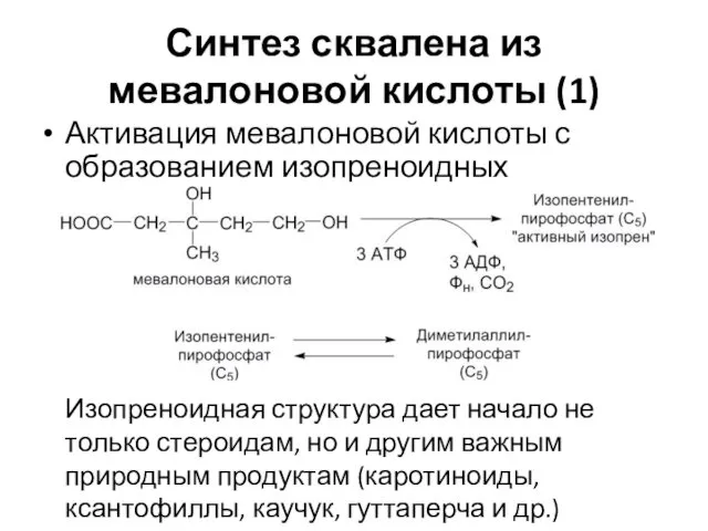 Синтез сквалена из мевалоновой кислоты (1) Активация мевалоновой кислоты с образованием