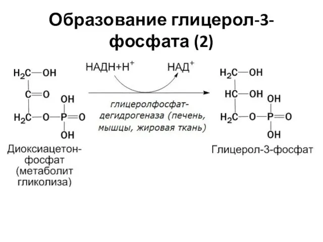 Образование глицерол-3-фосфата (2)