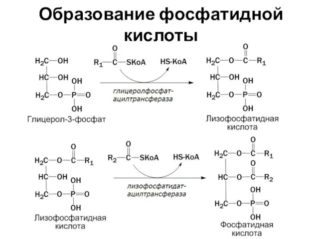 Образование фосфатидной кислоты