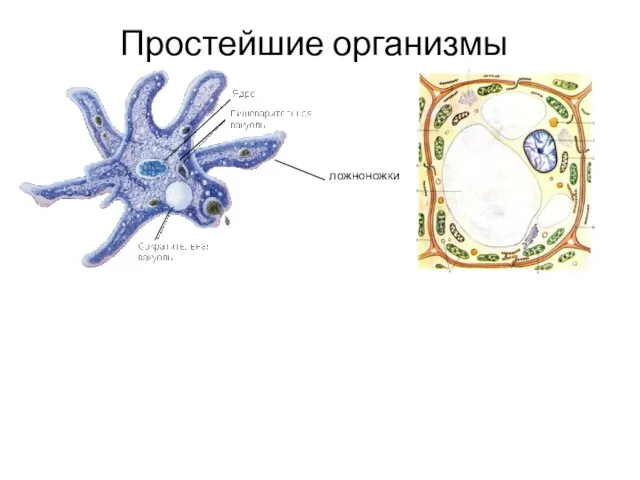 Простейшие организмы ложноножки