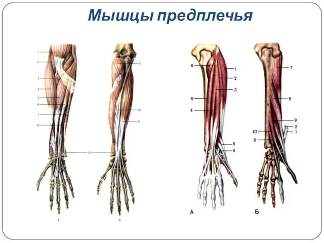 Мышцы предплечья