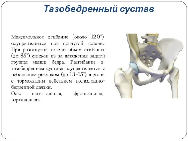 Тазобедренный сустав Максимальное сгибание (около 120°) осуществляется при согнутой голени. При