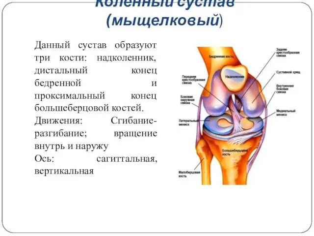 Коленный сустав (мыщелковый) Данный сустав образуют три кости: надколенник, дистальный конец