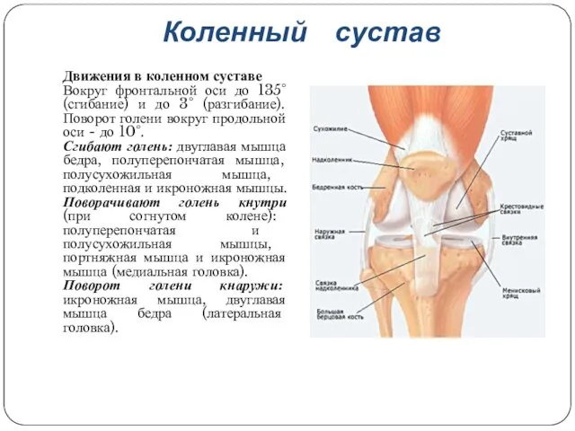 Коленный сустав Движения в коленном суставе Вокруг фронтальной оси до 135°