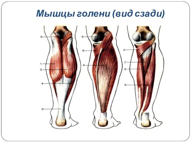 Мышцы голени (вид сзади)