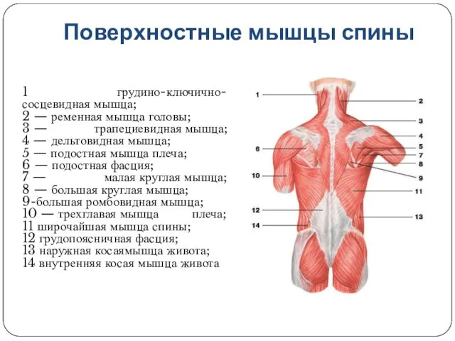 Поверхностные мышцы спины 1 грудино-ключично-сосцевидная мышца; 2 — ременная мышца головы;