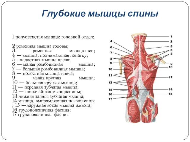 1 полуостистая мышца: головной отдел; 2 ременная мышца головы; 3 ременная