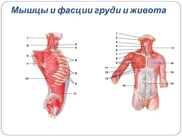 Мышцы и фасции груди и живота