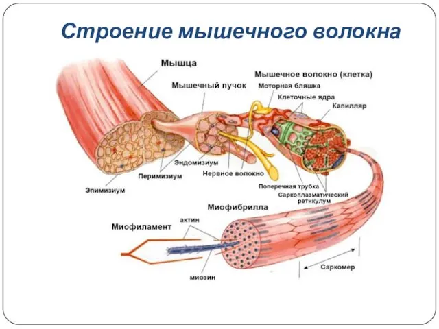 Строение мышечного волокна