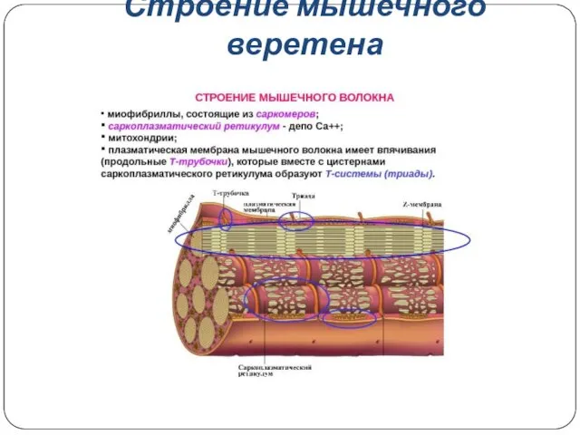 Строение мышечного веретена