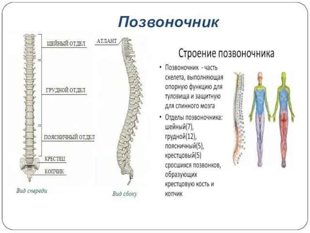 Позвоночник