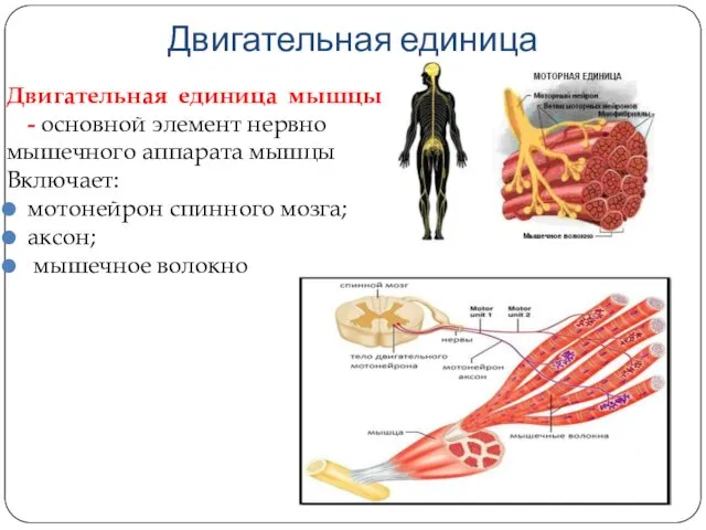 Двигательная единица мышцы - основной элемент нервно мышечного аппарата мышцы Включает: