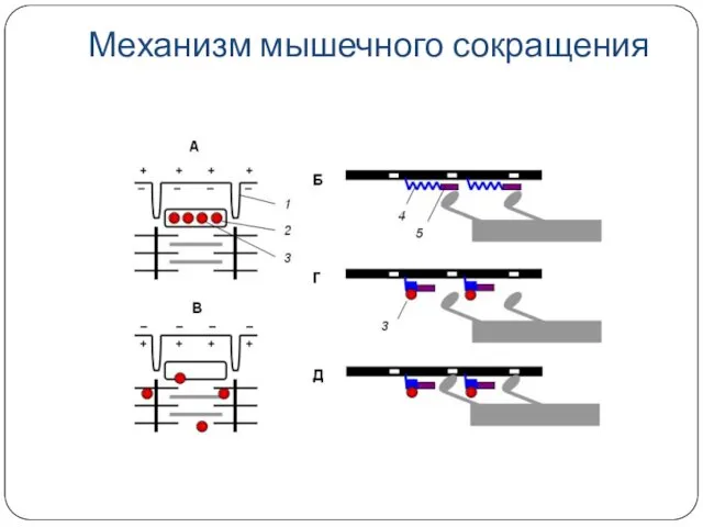 Механизм мышечного сокращения