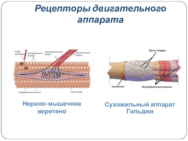 Рецепторы двигательного аппарата Нервно-мышечное веретено Сухожильный аппарат Гольджи