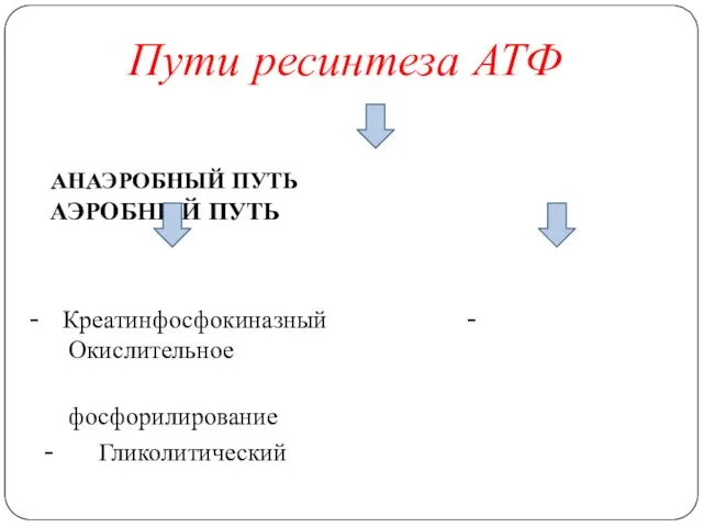 Пути ресинтеза АТФ АНАЭРОБНЫЙ ПУТЬ АЭРОБНЫЙ ПУТЬ - Креатинфосфокиназный - Окислительное фосфорилирование - Гликолитический