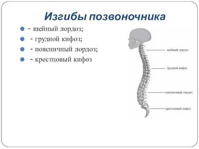 Изгибы позвоночника - шейный лордоз; - грудной кифоз; - поясничный лордоз; - крестцовый кифоз