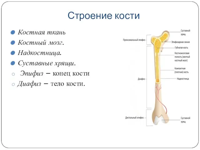 Строение кости Костная ткань Костный мозг. Надкостница. Суставные хрящи. Эпифиз –