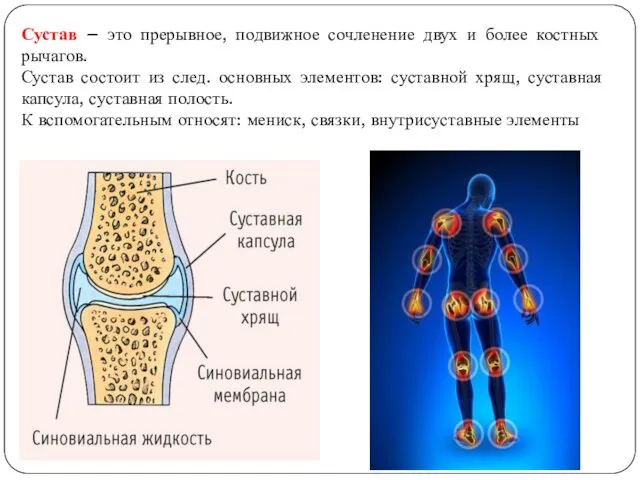 Сустав – это прерывное, подвижное сочленение двух и более костных рычагов.