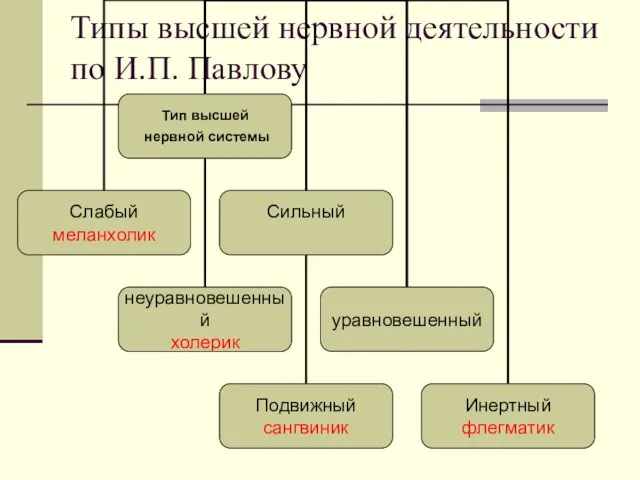 Типы высшей нервной деятельности по И.П. Павлову