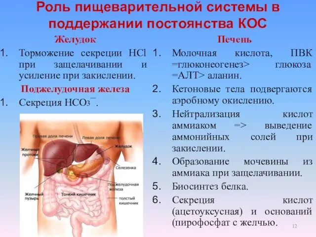 Роль пищеварительной системы в поддержании постоянства КОС Желудок Торможение секреции HCl