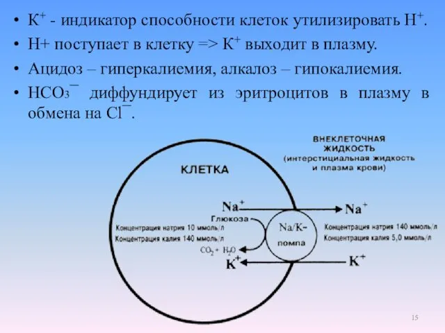 К+ - индикатор способности клеток утилизировать Н+. Н+ поступает в клетку