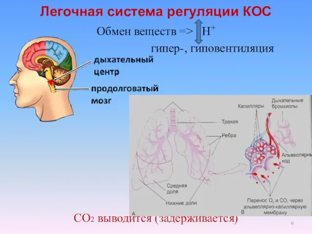 Легочная система регуляции КОС Обмен веществ => Н+ гипер-, гиповентиляция СО2 выводится (задерживается)