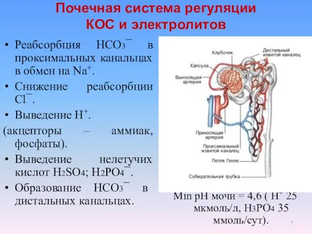 Почечная система регуляции КОС и электролитов Реабсорбция НСО3¯ в проксимальных канальцах