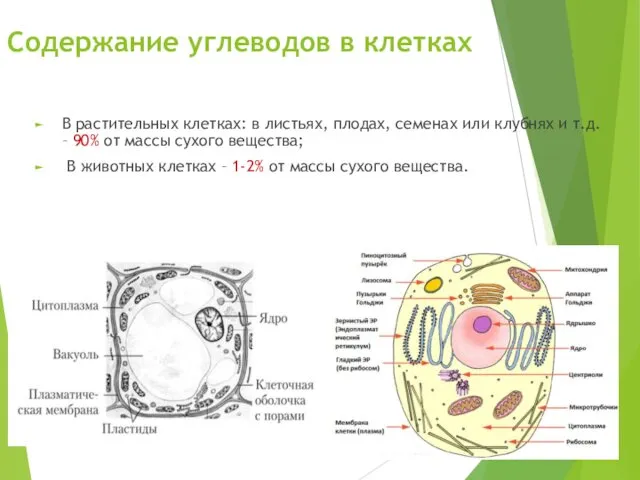 Содержание углеводов в клетках В растительных клетках: в листьях, плодах, семенах