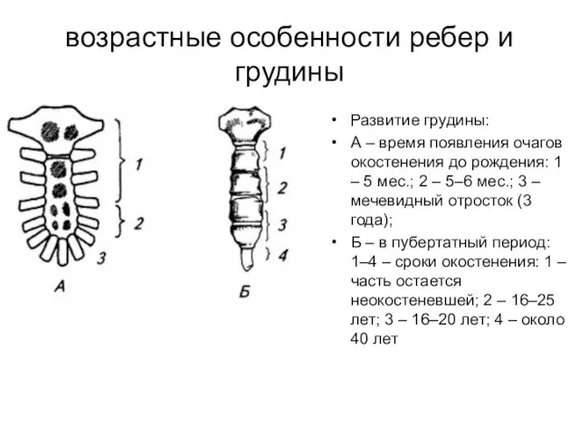 возрастные особенности ребер и грудины Развитие грудины: А – время появления