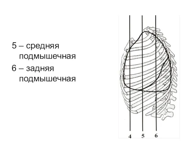 5 – средняя подмышечная 6 – задняя подмышечная