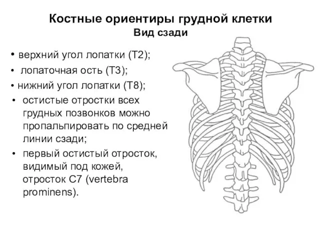 Костные ориентиры грудной клетки Вид сзади • верхний угол лопатки (T2);