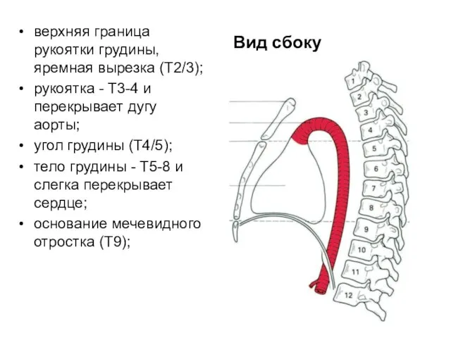 Вид сбоку верхняя граница рукоятки грудины, яремная вырезка (T2/3); рукоятка -