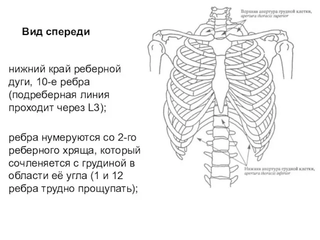 Вид спереди нижний край реберной дуги, 10-е ребра (подреберная линия проходит