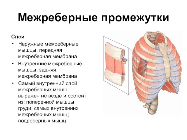 Межреберные промежутки Слои Наружные межреберные мышцы, передняя межреберная мембрана Внутренние межреберные