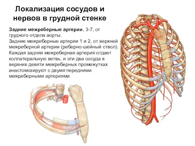 Локализация сосудов и нервов в грудной стенке Задние межреберные артерии, 3-7,
