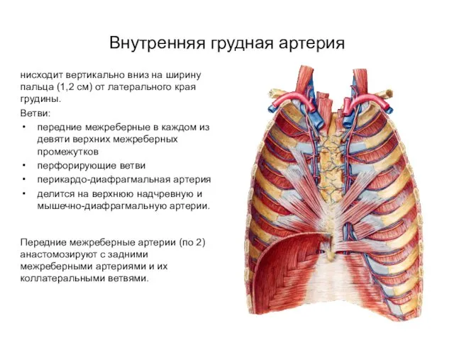 нисходит вертикально вниз на ширину пальца (1,2 см) от латерального края