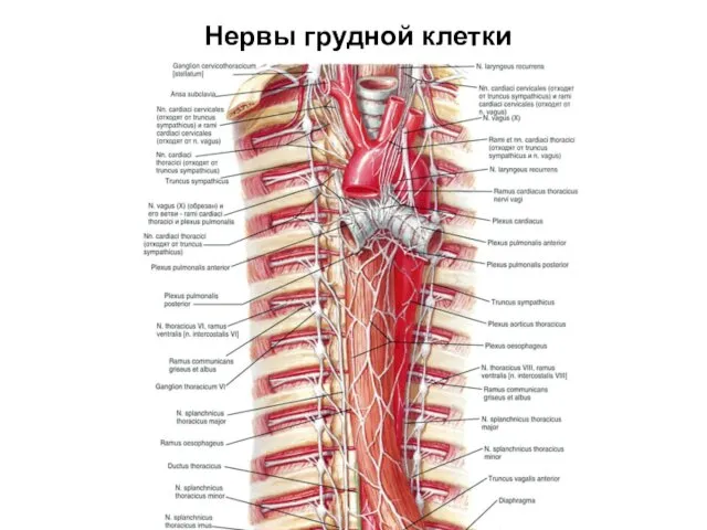 Нервы грудной клетки