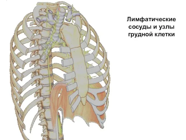 Лимфатические сосуды и узлы грудной клетки