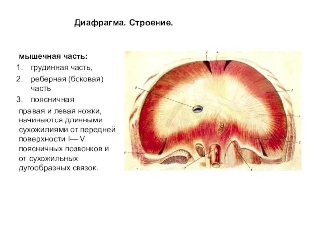 Диафрагма. Строение. мышечная часть: грудинная часть, реберная (боковая) часть поясничная правая