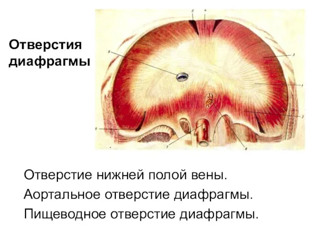 Отверстия диафрагмы Отверстие нижней полой вены. Аортальное отверстие диафрагмы. Пищеводное отверстие диафрагмы.