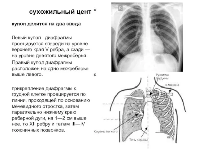 сухожильный центр купол делится на два свода Левый купол диафрагмы проецируется