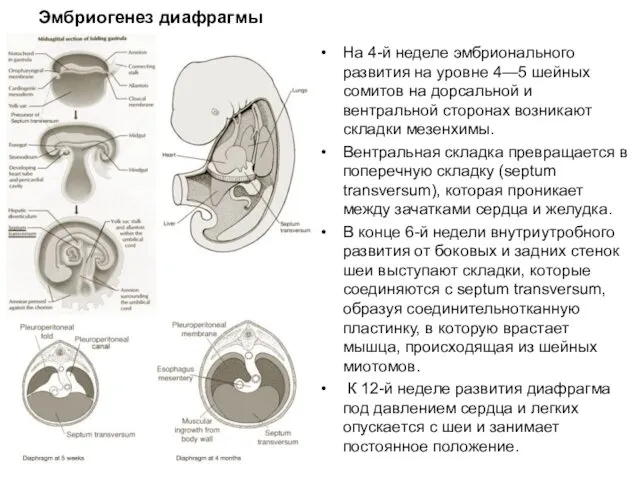 Эмбриогенез диафрагмы На 4-й неделе эмбрионального развития на уровне 4—5 шейных