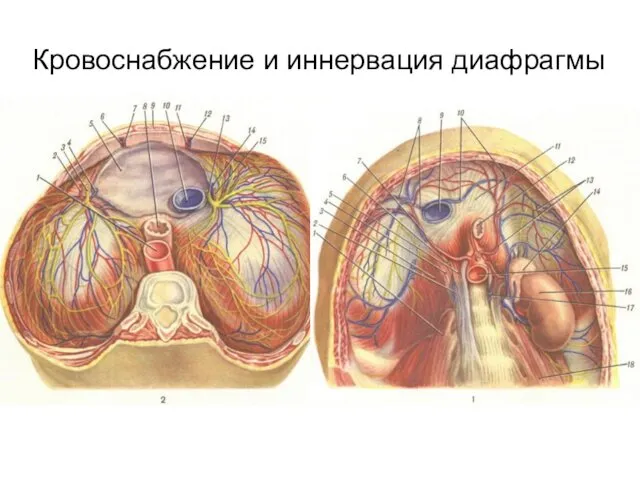 Кровоснабжение и иннервация диафрагмы