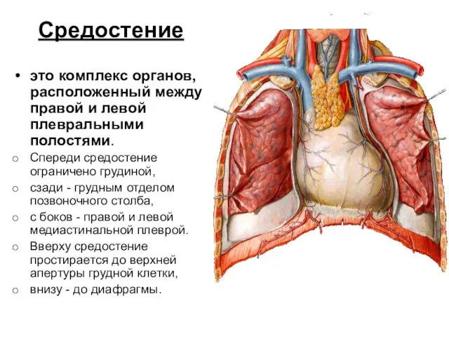 Средостение это комплекс органов, расположенный между правой и левой плевральными полостями.