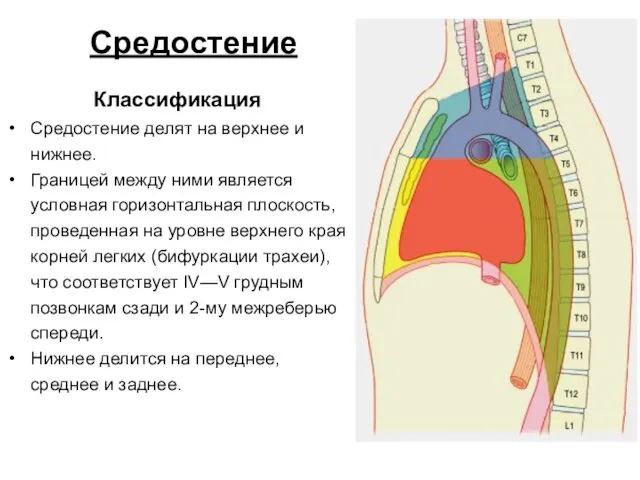 Средостение Классификация Средостение делят на верхнее и нижнее. Границей между ними