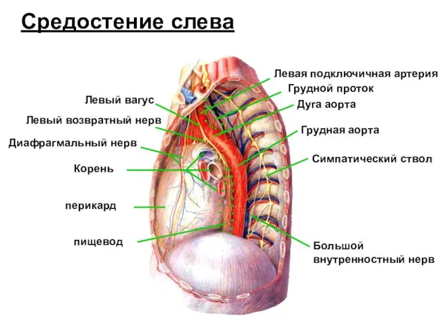 Средостение слева